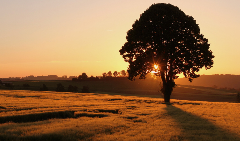 Одинокое дерево на поле