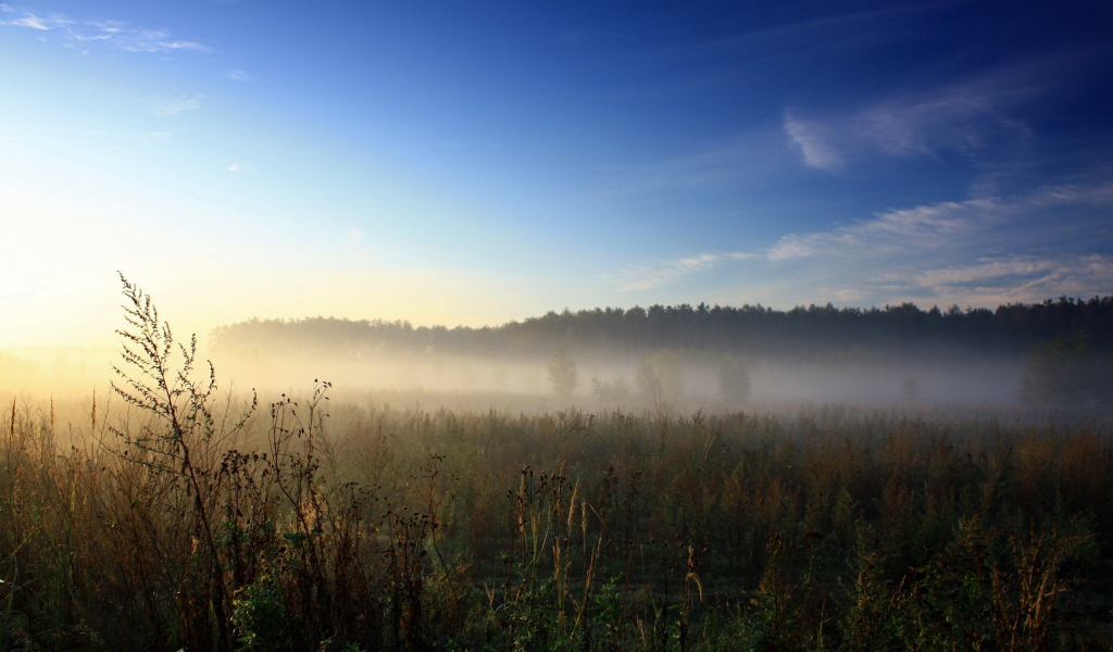 Утренний туман над полем