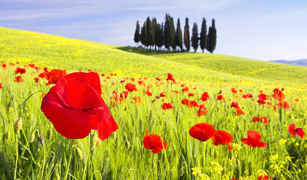 Красные маки на поле