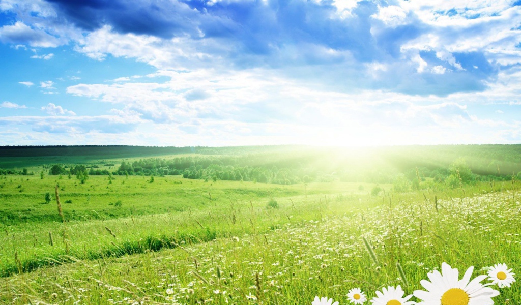 Солнечная поляна из ромашек