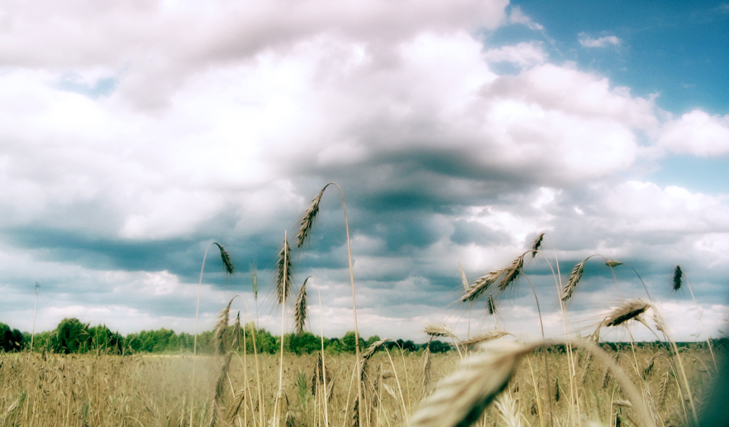Колоски пшеницы под облаками