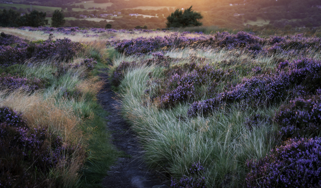 Тропинка через поле