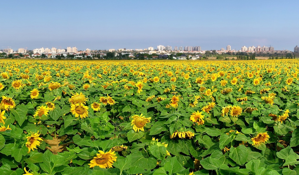Поле подсолнечника