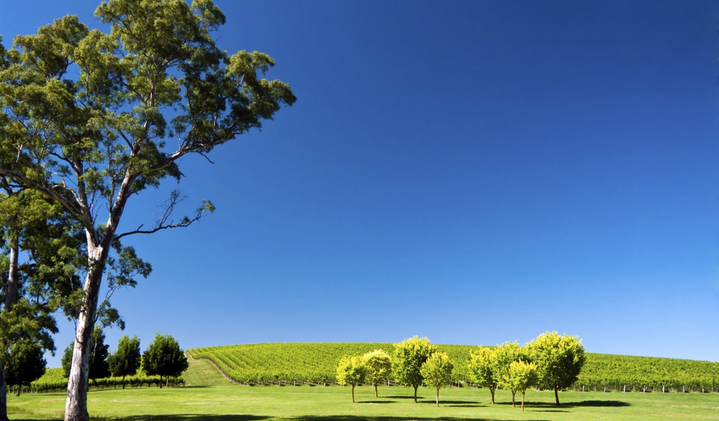 Плантация виноградника