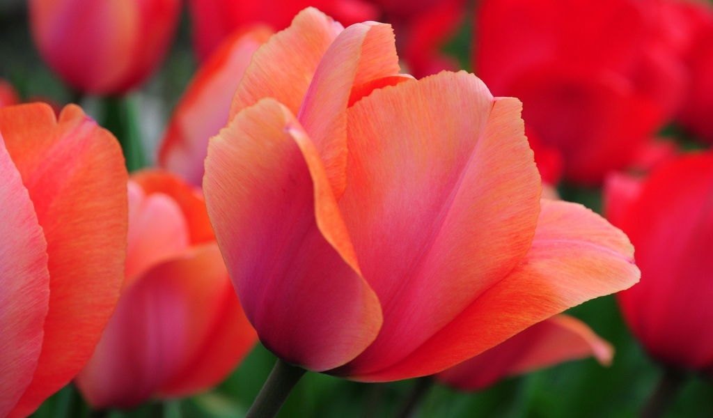 Красивый красный цветок