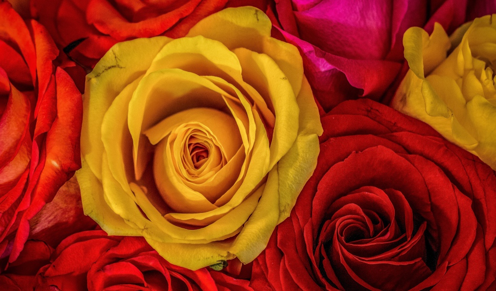 Большое разнообразие роз