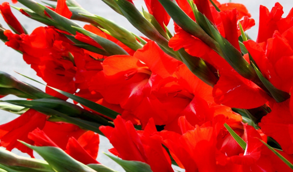 Много красных гладиолусов