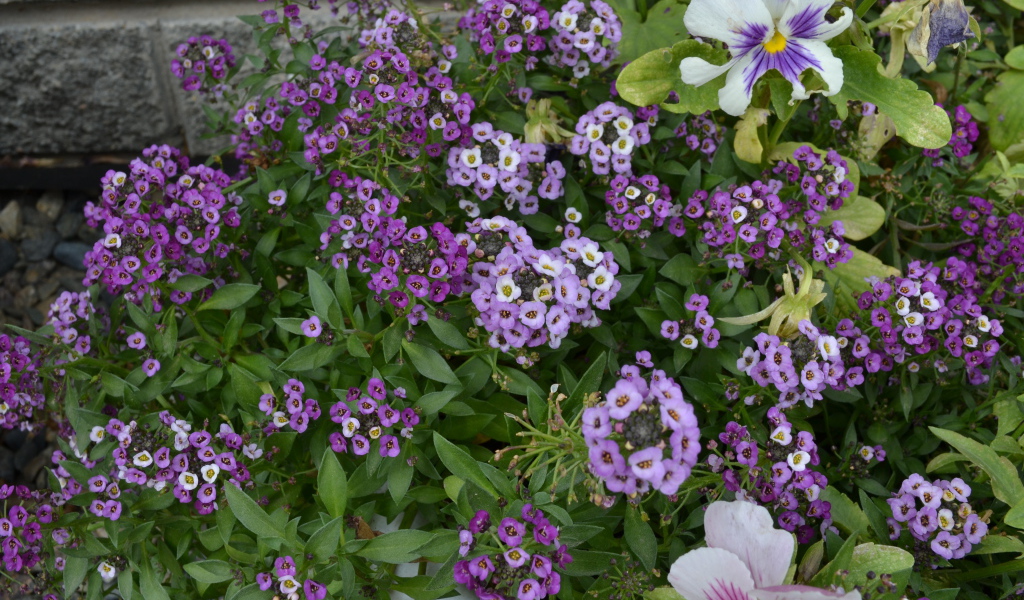 Красивые алиссум в саду