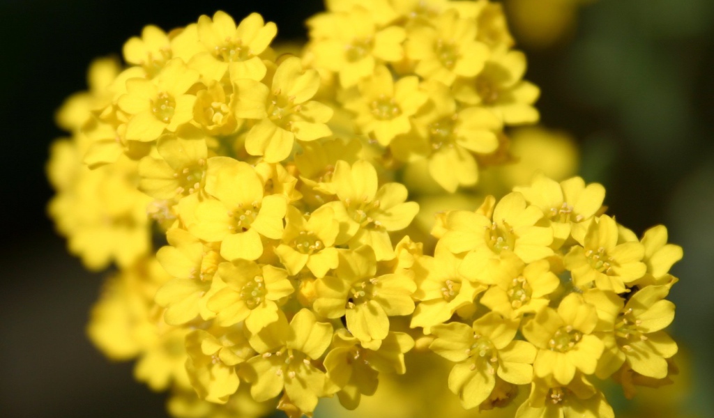 Садовые цветы алиссум на дачном участке