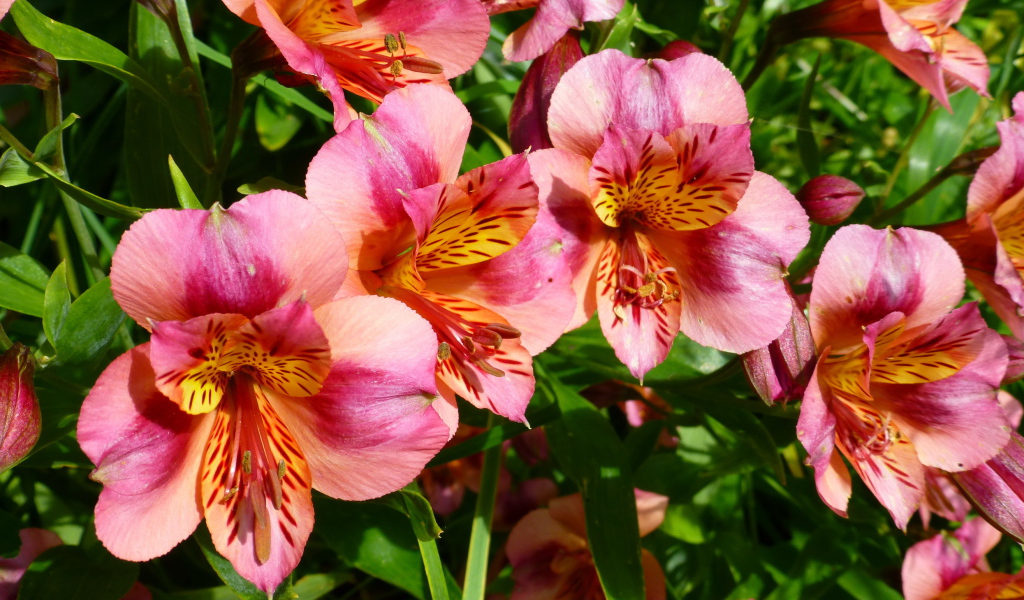 Выращивание цветов альстремерия в саду