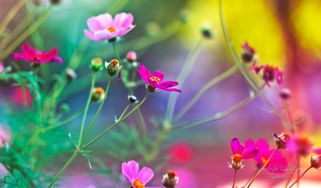 Удивительные цветы