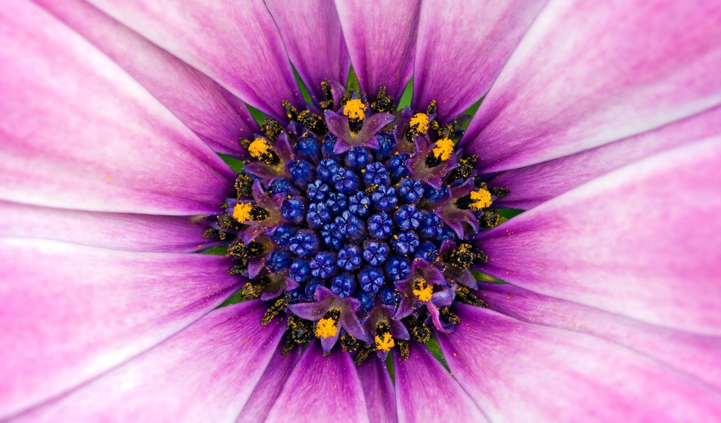 Восхитительный сиреневый цветок