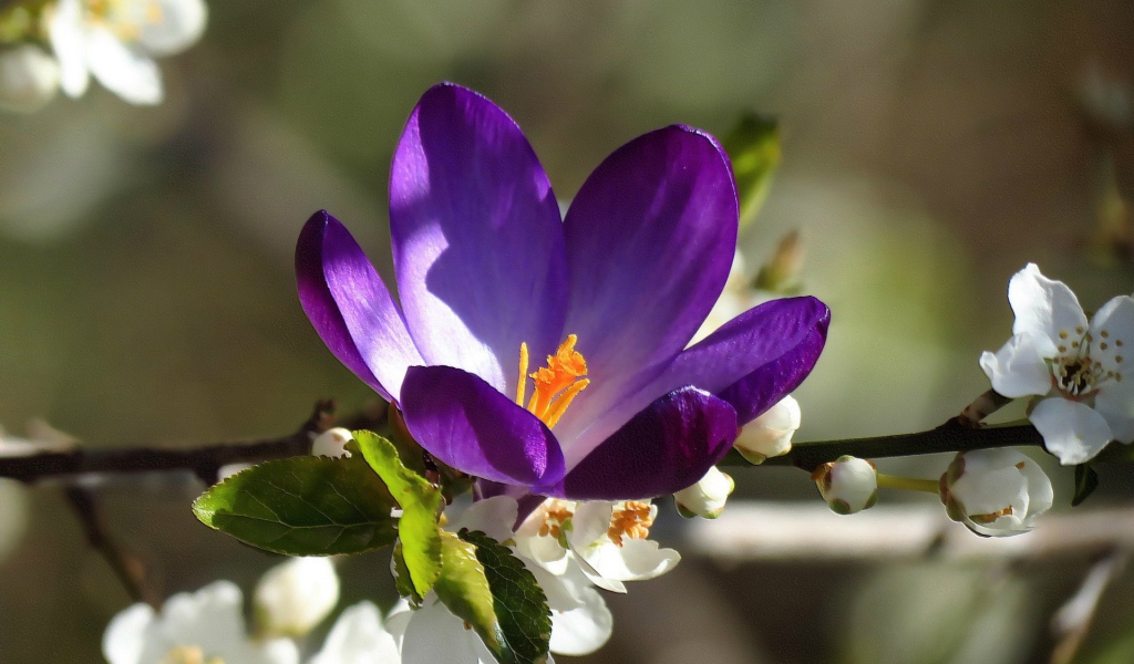 Синий цветок среди белых