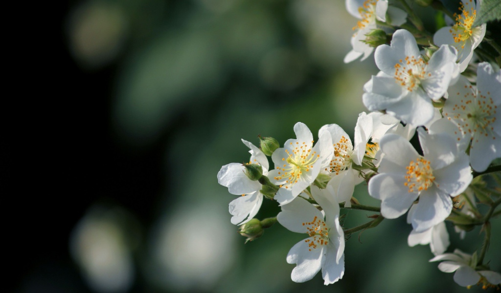 Яблоневый цвет