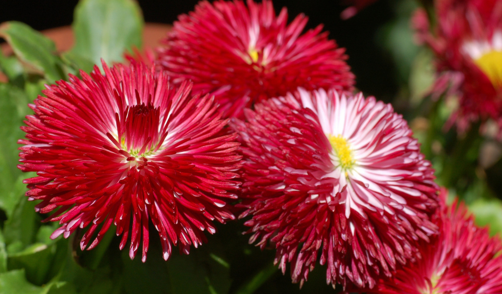 Садовые цветы астра на дачном участке