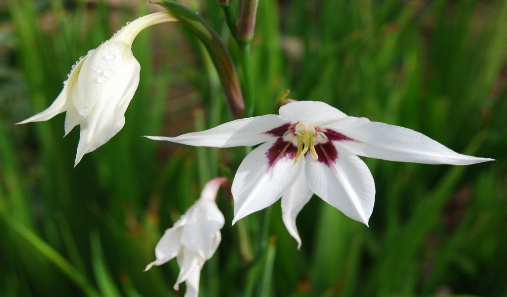 Садовые цветы ацидантера на дачном участке