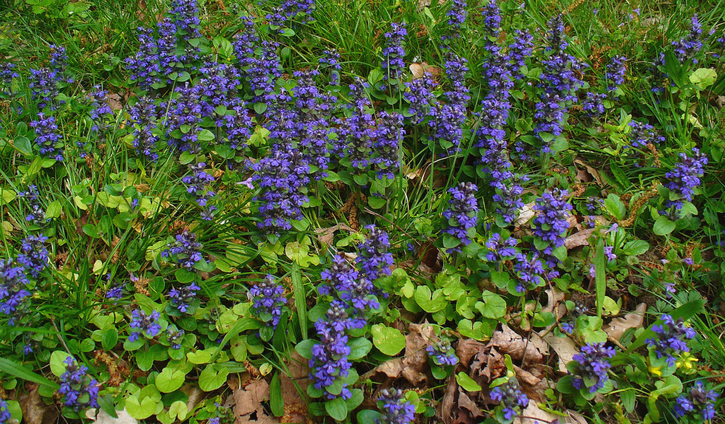 Садовые цветы аюга на дачном участке
