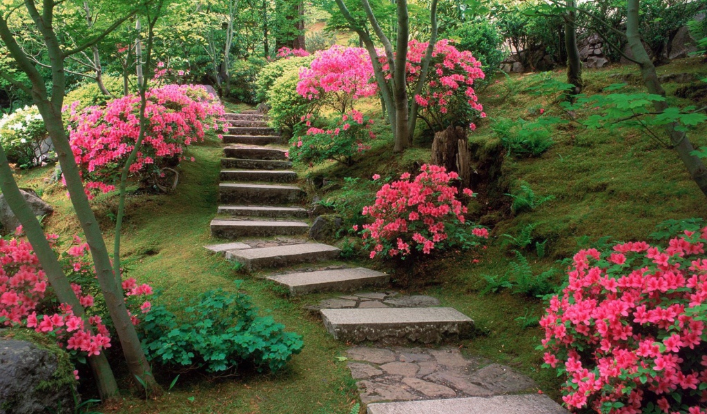 Азалии в японском саду