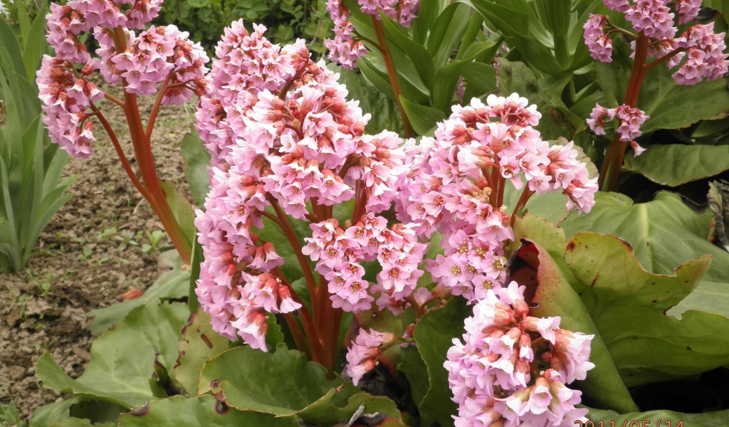 Бадан красивое многолетнее растение