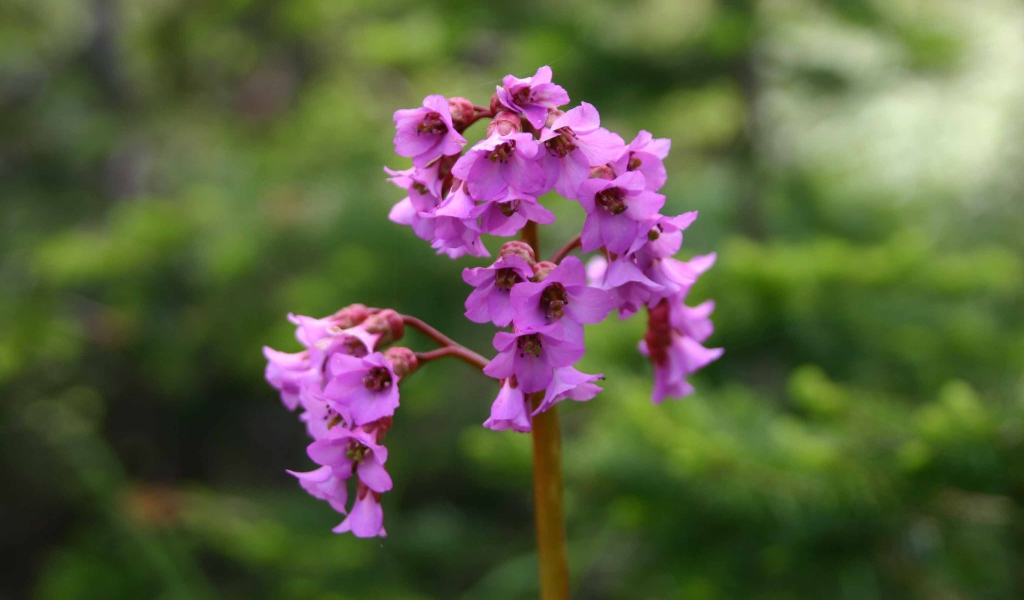 Бадан красивое растение в лесу