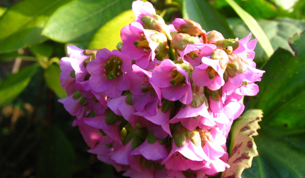 Бадан красивое растение в саду