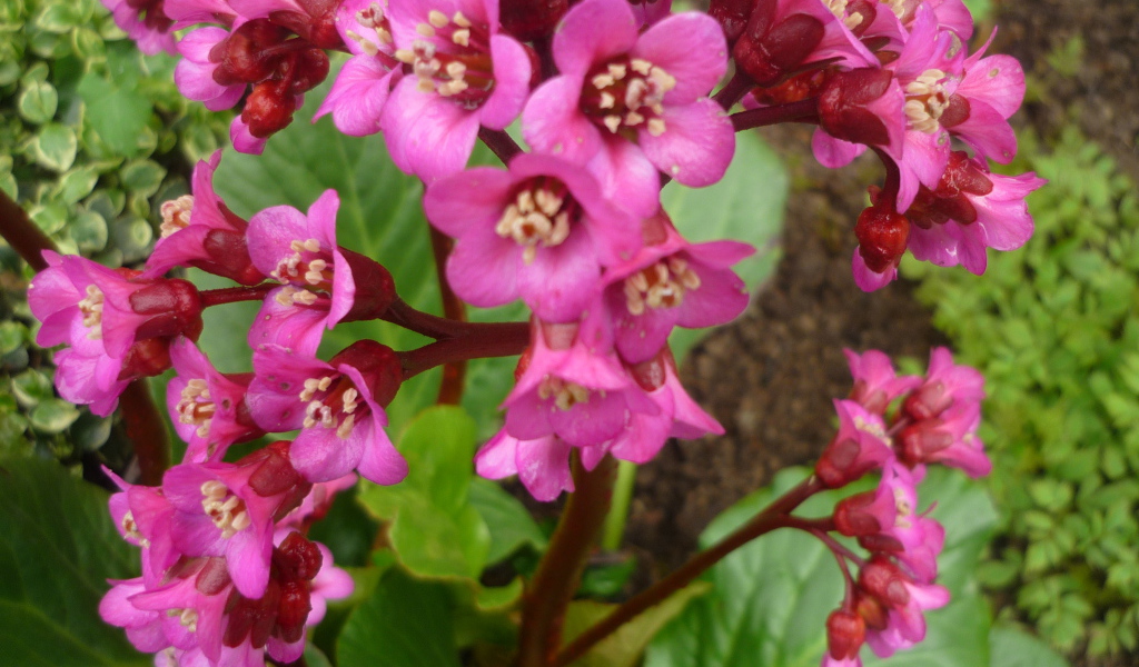 Бадан растение семейство камнеломковых