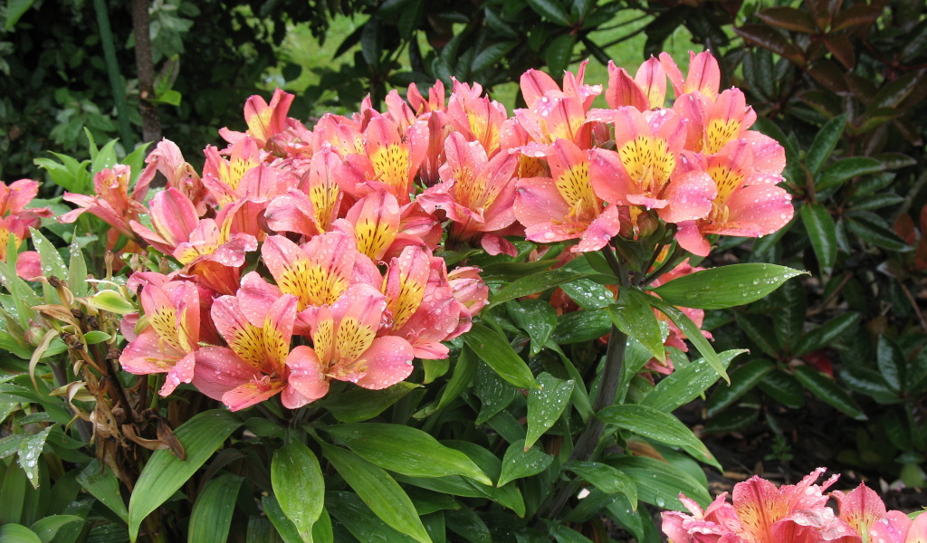 Красивая цветы альстремерия в саду