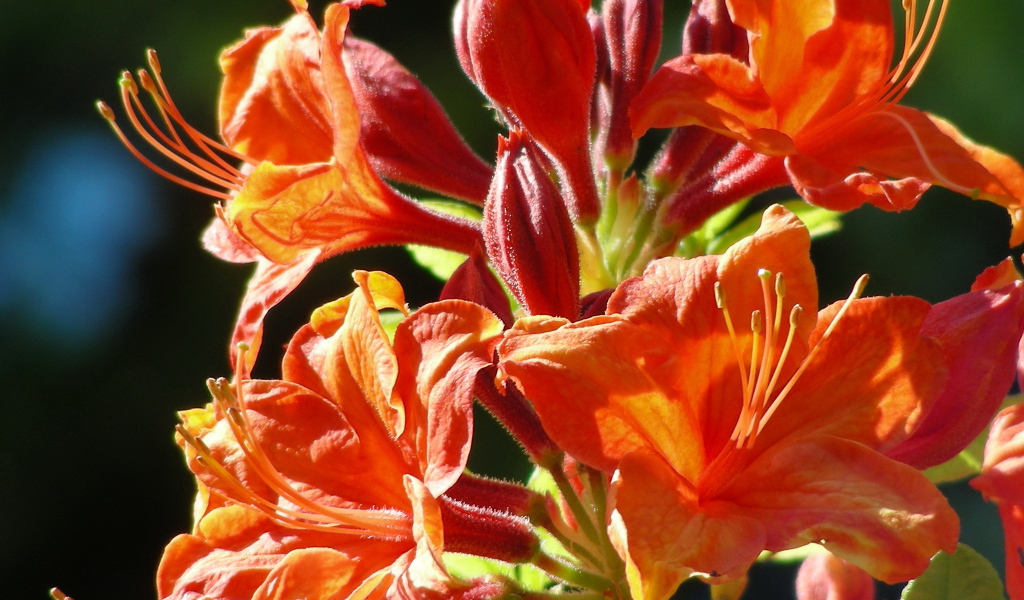 Красивая альстремерия в саду