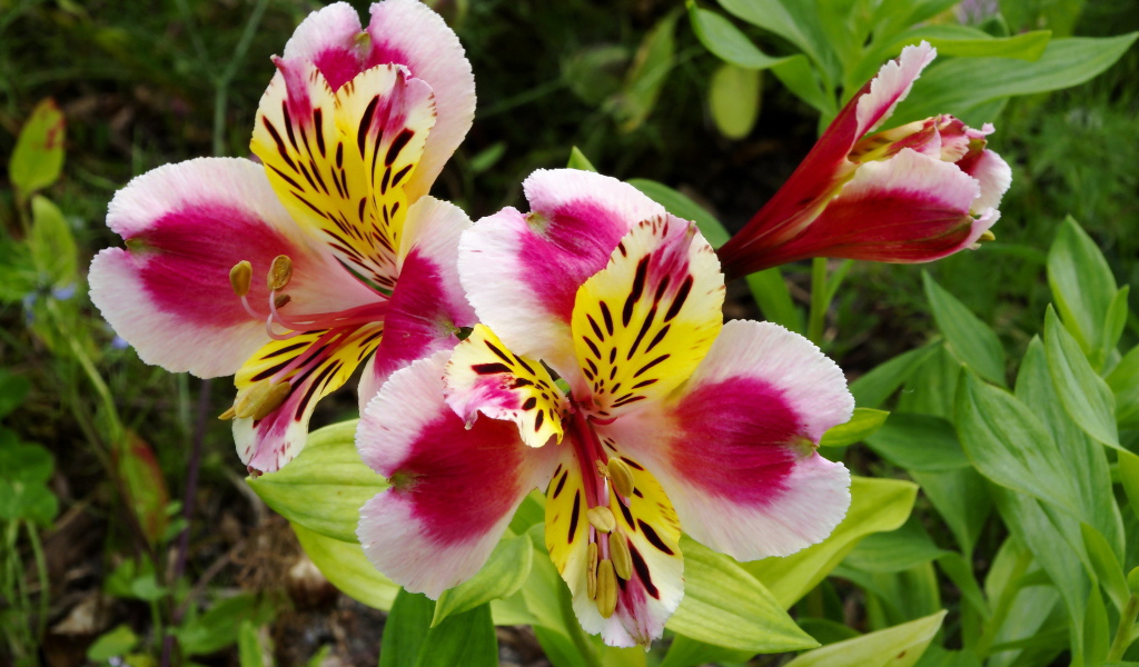 Красивая альстремерия на дачном участке