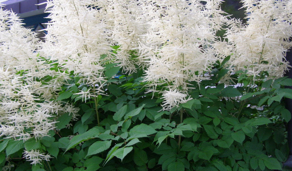 Красивая астильба на дачном участке