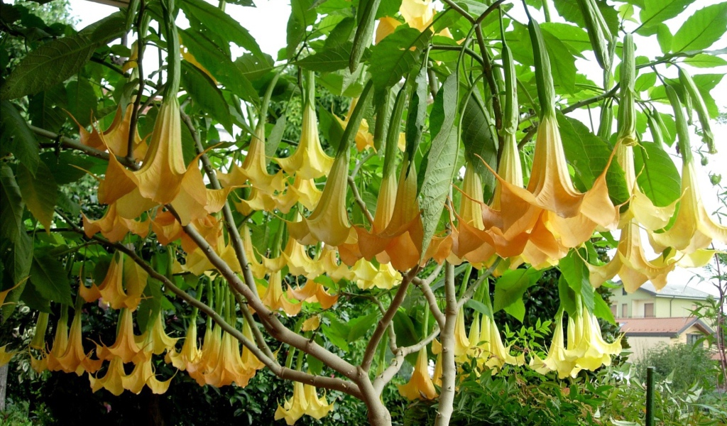 Красивая бругмансия в саду