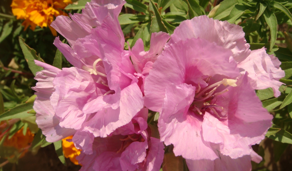 Красивая кларкия (годеция) на дачном участке