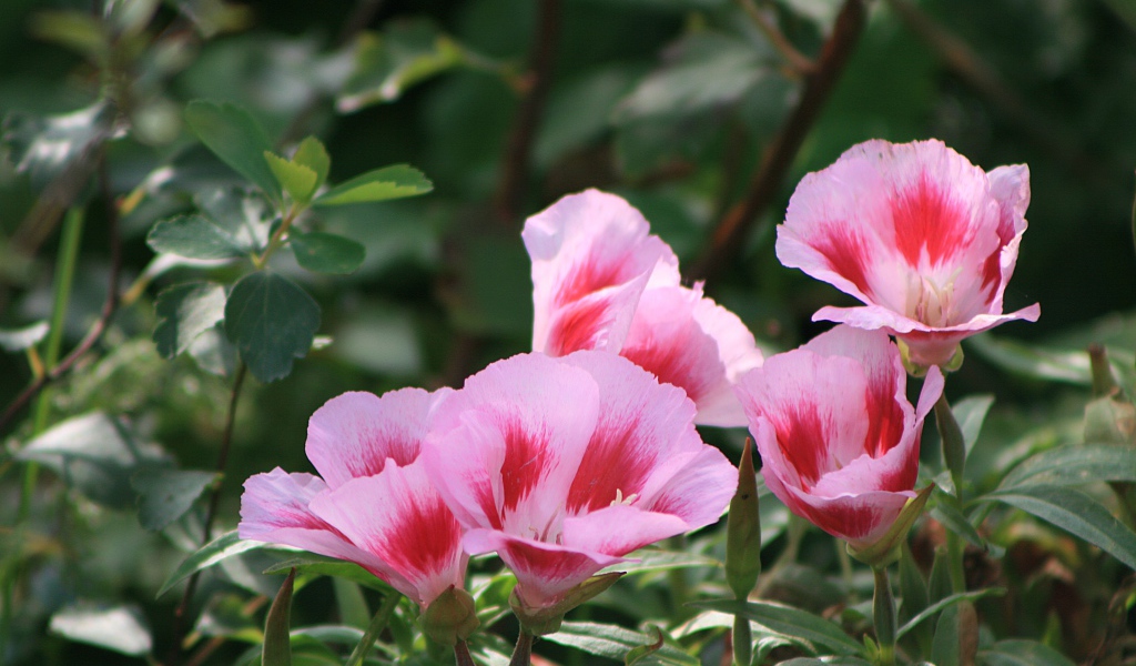 Красивая кларкия (годеция) в саду