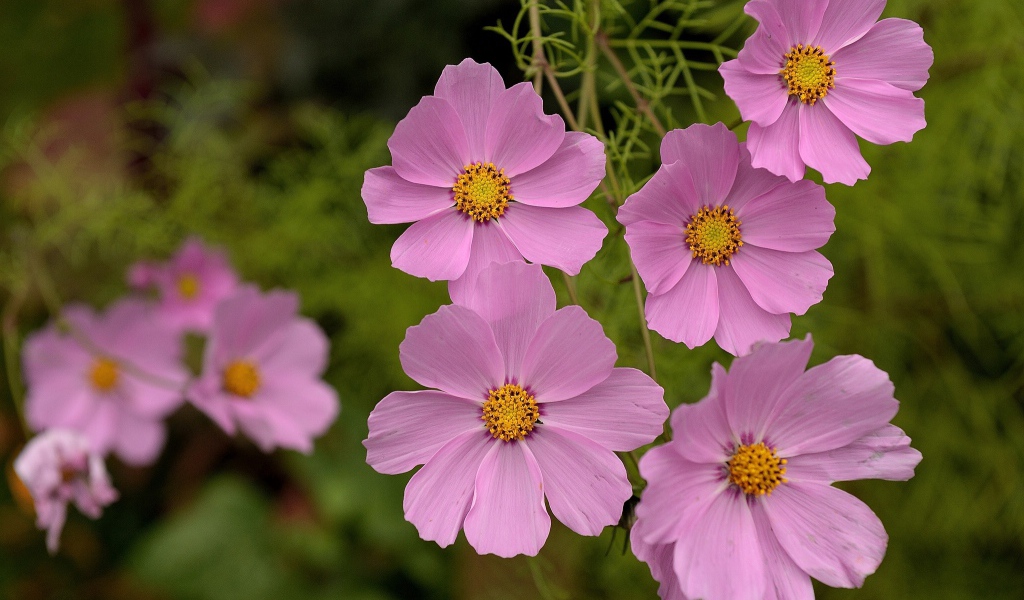 Красивые цветы космея в парке