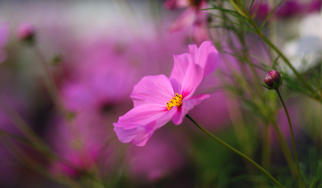 Красивые цветы космея на поляне