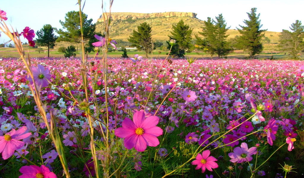 Красивая космея в саду
