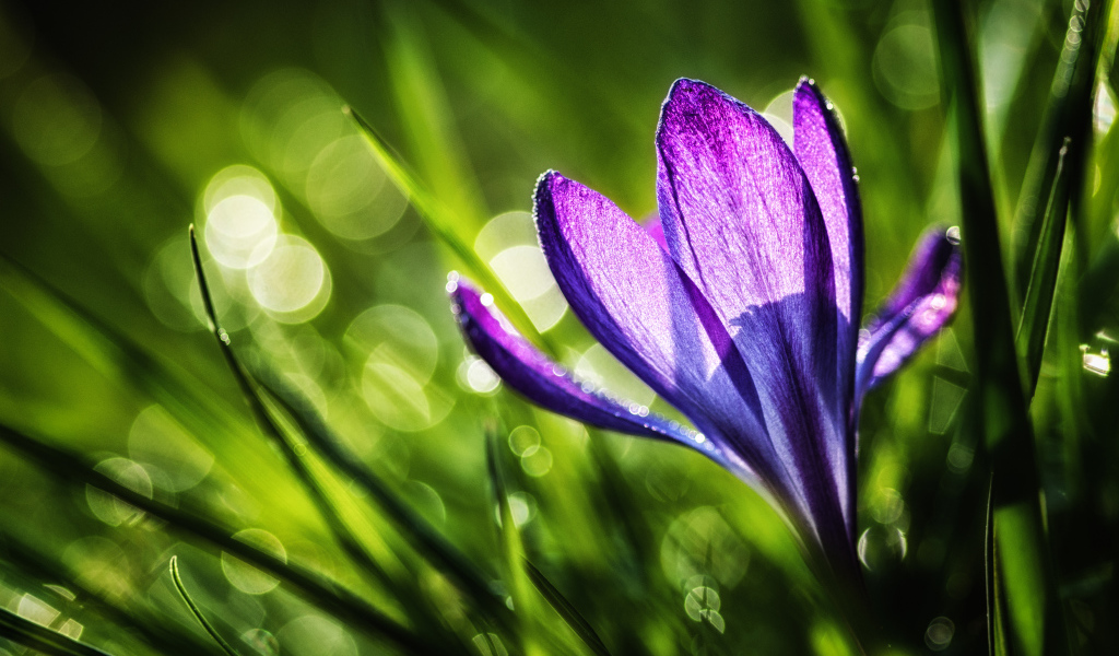 Красивый цветок Крокус в саду