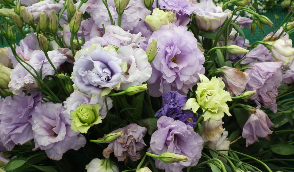 Красивая эустома (ирландская роза) на дачном участке