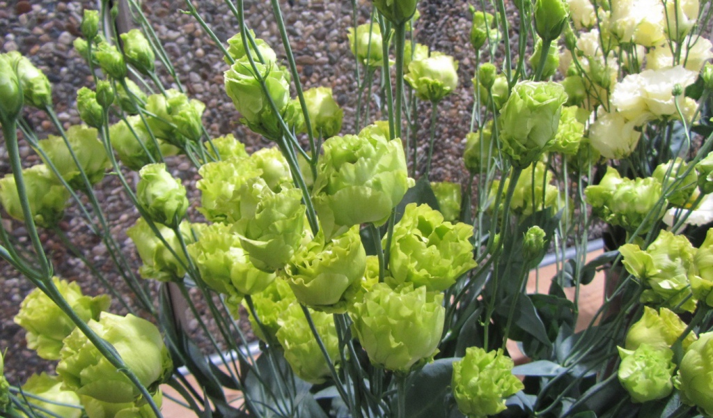 Красивая эустома (ирландская роза) в саду