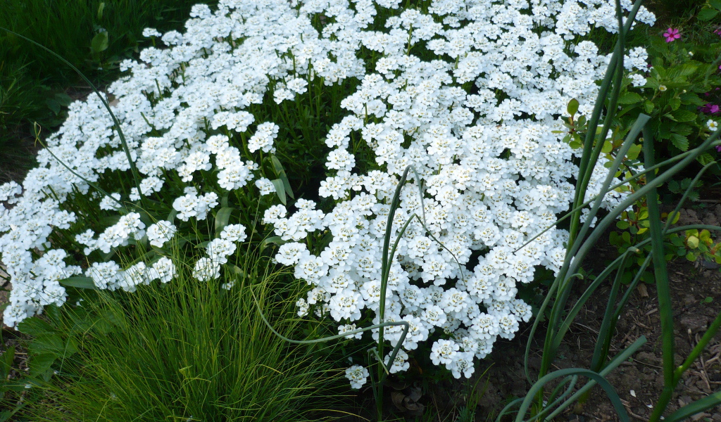 Красивый иберис на дачном участке