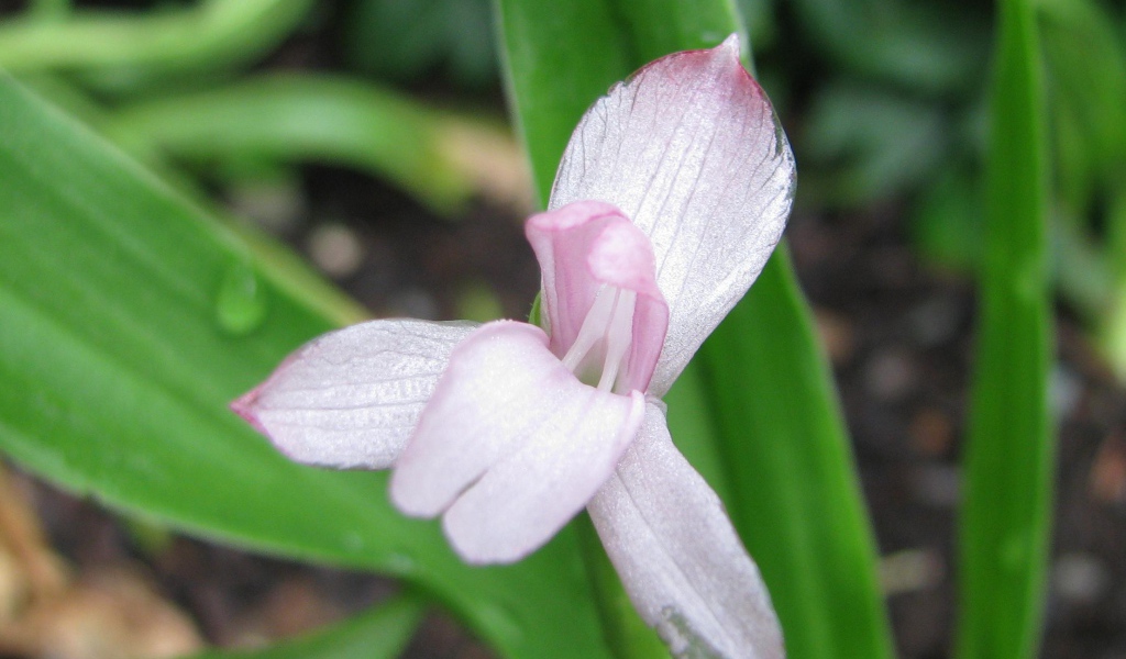 Красивая роскоя на клумбе в саду