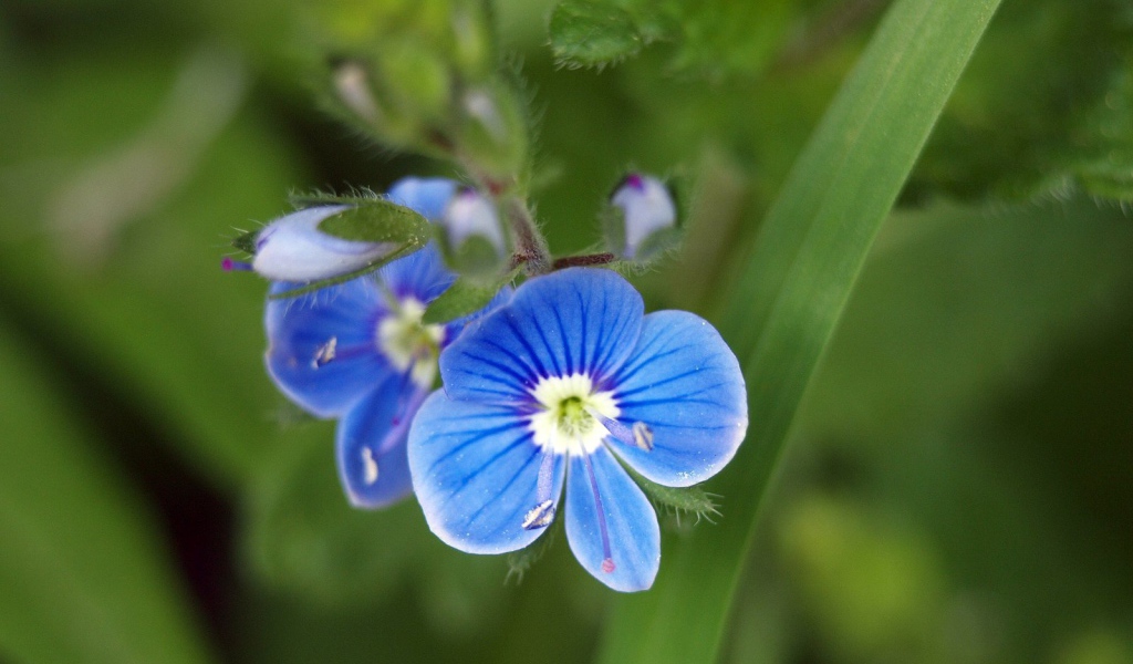 Красивая вероника в саду