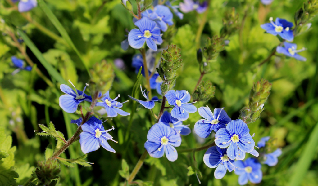 Красивая вероника на дачном участке