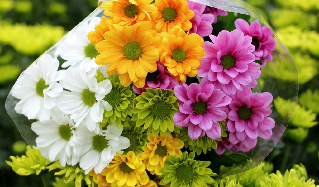 Красивые и яркие цветы хризантема