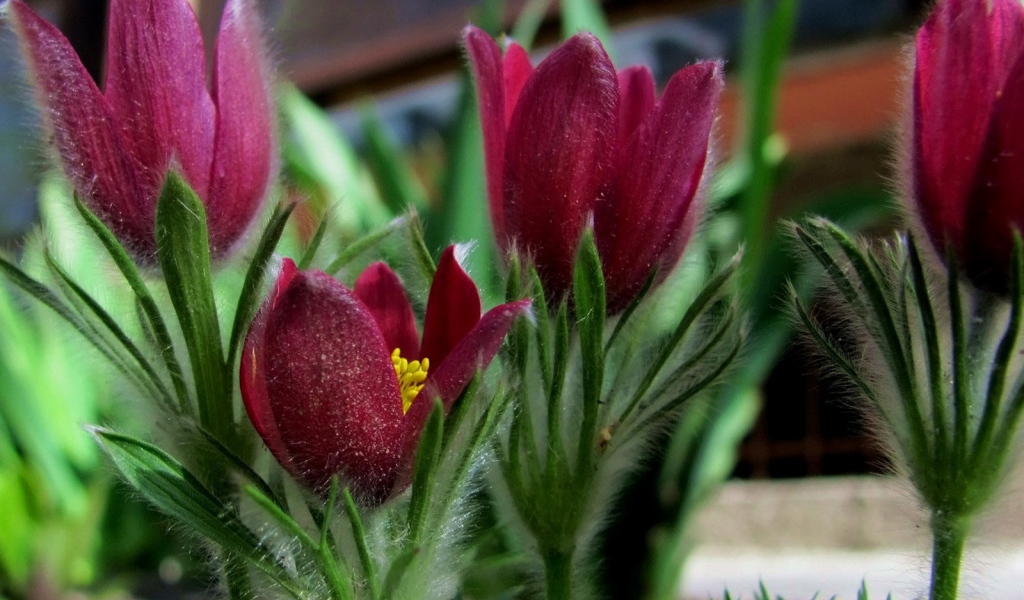 Красивая анемона в саду