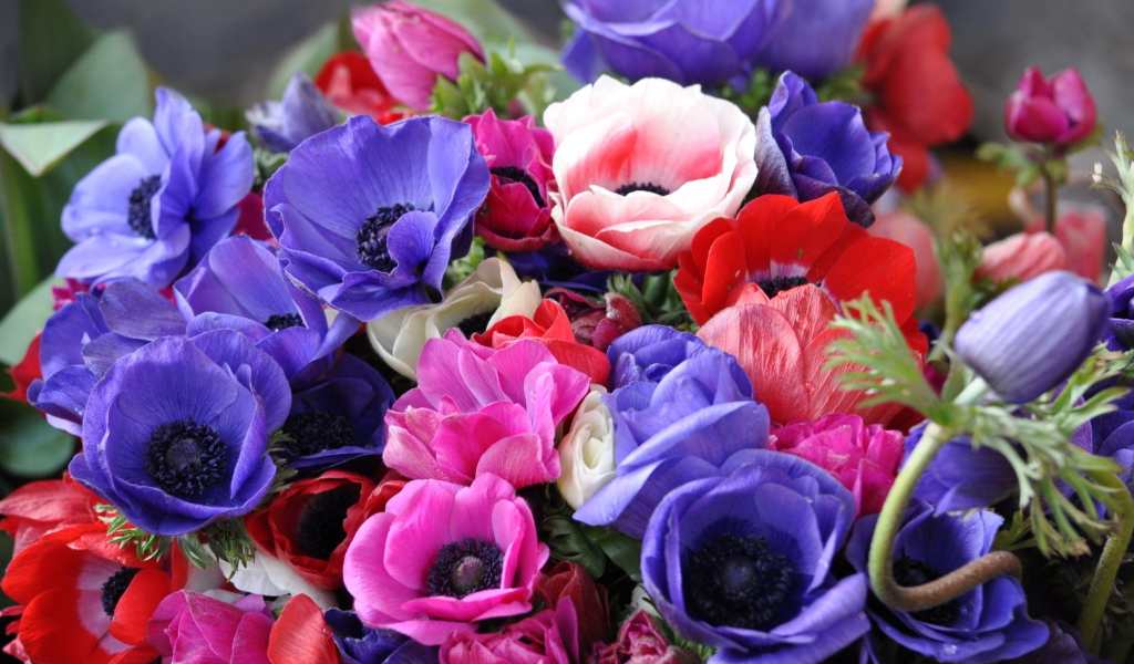 Красивая анемона на дачном участке