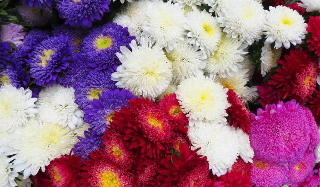 Красивая астра на дачном участке