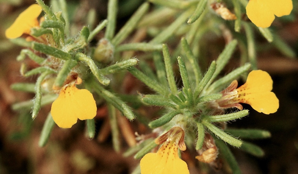 Красивая аюга на дачном участке