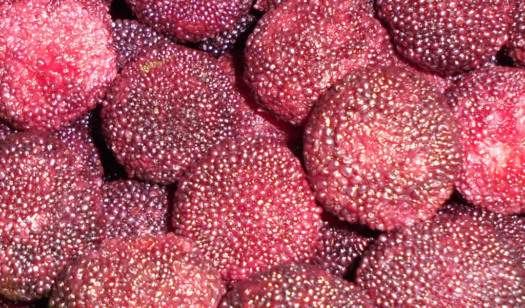 Красивые ягоды восковник из сада