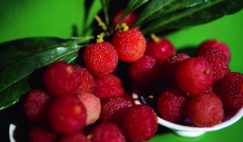 Красивые ягоды растения восковник